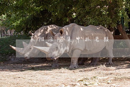 莱阳法院集中抓老赖 莱阳法院集中抓老赖