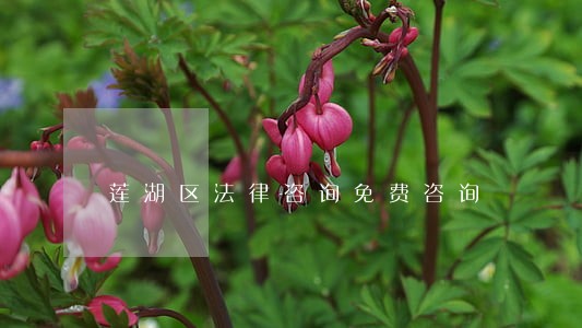 莲湖区法律咨询免费咨询 莲湖区法律咨询免费咨询