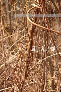莲花健康债务逾期 莲花健康债务逾期