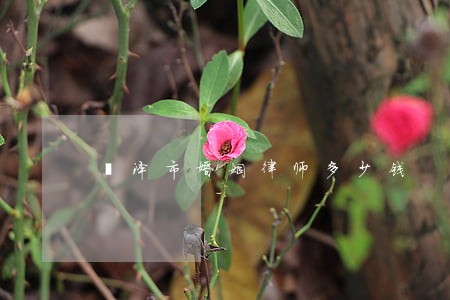 菏泽市婚姻律师多少钱 菏泽市婚姻律师多少钱