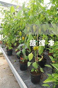 菏泽本地故意伤害罪辩护律师 菏泽本地故意伤害罪辩护律师