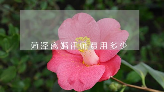菏泽离婚律师费用多少 菏泽离婚律师费用多少