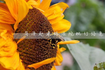 菏泽赵建栋法院执行信息公告 菏泽赵建栋法院执行信息公告