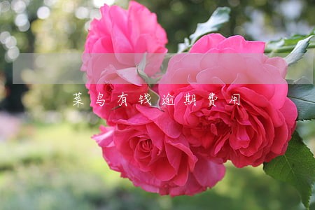 菜鸟有钱逾期费用 菜鸟有钱逾期费用