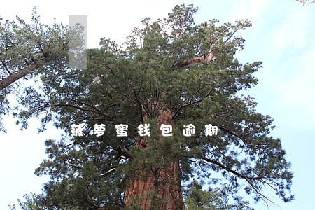 菠萝蜜钱包逾期 菠萝蜜钱包逾期