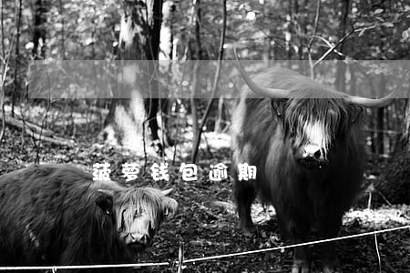 菠萝钱包逾期 菠萝钱包逾期