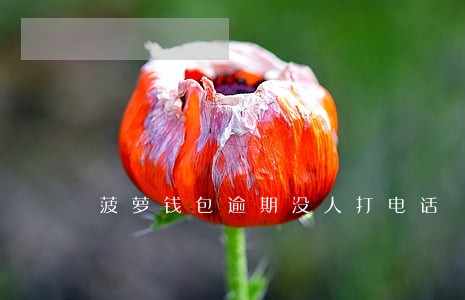 菠萝钱包逾期没人打电话 菠萝钱包逾期没人打电话