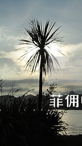 菲佣中介违法吗