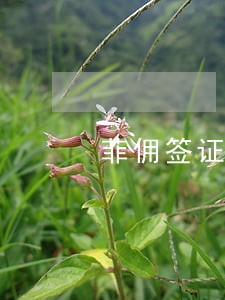 菲佣签证逾期逗留 菲佣签证逾期逗留