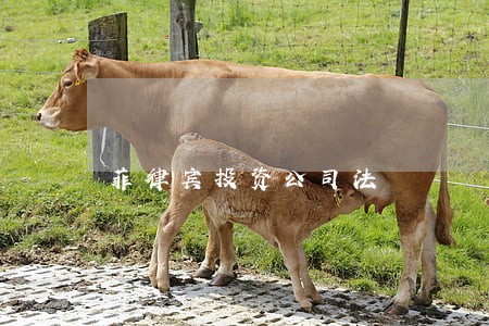 菲律宾投资公司法