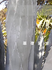 菲律宾旅游签证逾期一天 菲律宾旅游签证逾期一天
