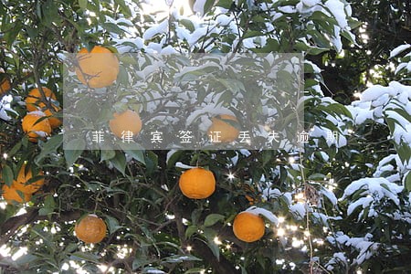 菲律宾签证丢失逾期