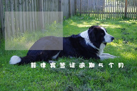 菲律宾签证逾期5个月 菲律宾签证逾期5个月