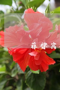 菲律宾签证逾期一周罚款多少钱 菲律宾签证逾期一周罚款多少钱