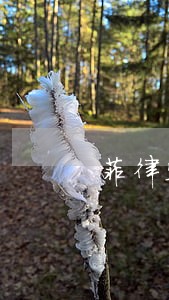 菲律宾签证逾期半年怎么办 菲律宾签证逾期半年怎么办