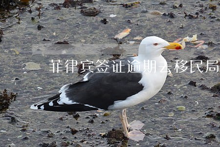 菲律宾签证逾期去移民局 菲律宾签证逾期去移民局