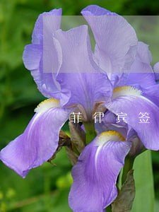 菲律宾签证逾期多久会上黑名单 菲律宾签证逾期多久会上黑名单