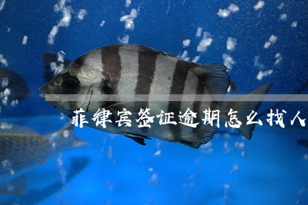 菲律宾签证逾期怎么找人 菲律宾签证逾期怎么找人