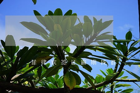 菲律宾签证逾期找谁 菲律宾签证逾期找谁