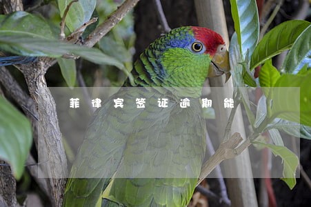 菲律宾签证逾期能 菲律宾签证逾期能