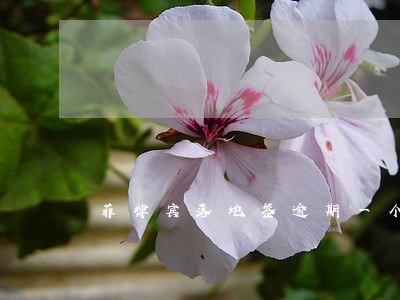 菲律宾落地签逾期一个月 菲律宾落地签逾期一个月