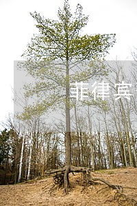 菲律宾落地签逾期一年怎么办 菲律宾落地签逾期一年怎么办