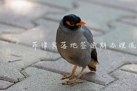 菲律宾落地签逾期办理流程 菲律宾落地签逾期办理流程