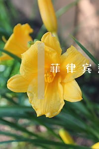 菲律宾落地签逾期办理需要多久 菲律宾落地签逾期办理需要多久