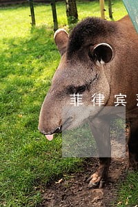 菲律宾落地签逾期罚款是多少 菲律宾落地签逾期罚款是多少
