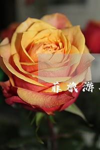 菲旅游签证逾期逗留会怎样 菲旅游签证逾期逗留会怎样