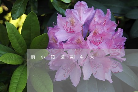 萌小贷逾期4天 萌小贷逾期4天