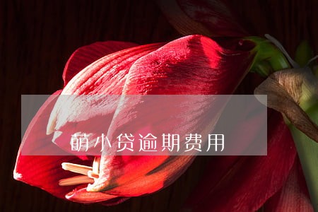 萌小贷逾期费用