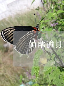 萌帮逾期了还能借款吗