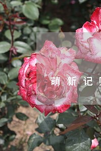 萌新记账逾期几天爆通讯录 萌新记账逾期几天爆通讯录