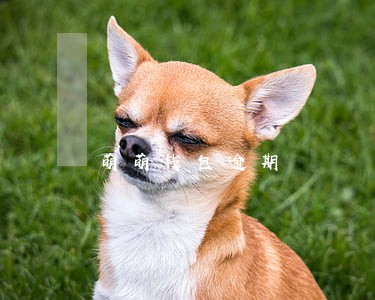萌萌钱包逾期 萌萌钱包逾期