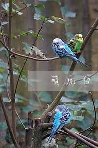 萌虎白卡逾期30天会怎样 萌虎白卡逾期30天会怎样