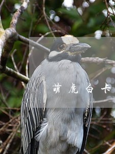 萌虎白卡逾期一个月 萌虎白卡逾期一个月