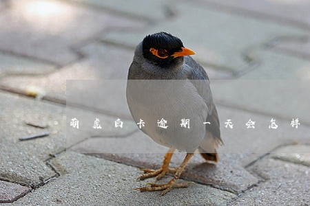 萌虎白卡逾期一天会怎样 萌虎白卡逾期一天会怎样