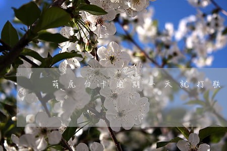 萌虎白卡逾期一天就打联系人 萌虎白卡逾期一天就打联系人