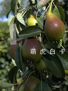 萌虎白卡逾期三个月 萌虎白卡逾期三个月
