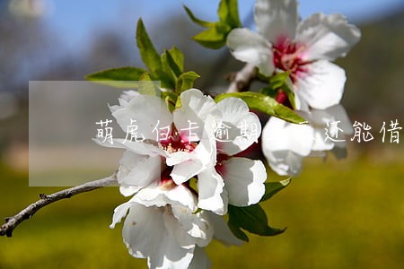 萌虎白卡逾期三天还能借么 萌虎白卡逾期三天还能借么