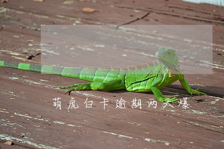 萌虎白卡逾期两天爆 萌虎白卡逾期两天爆