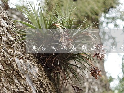萌虎白卡逾期两天还能借吗 萌虎白卡逾期两天还能借吗