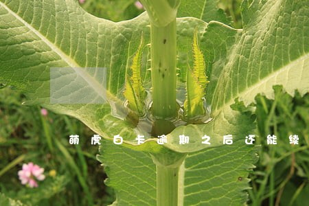 萌虎白卡逾期之后还能续贷么 萌虎白卡逾期之后还能续贷么