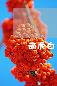 萌虎白卡逾期会影响芝麻分吗 萌虎白卡逾期会影响芝麻分吗