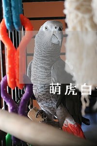 萌虎白卡逾期多久会打电话 萌虎白卡逾期多久会打电话