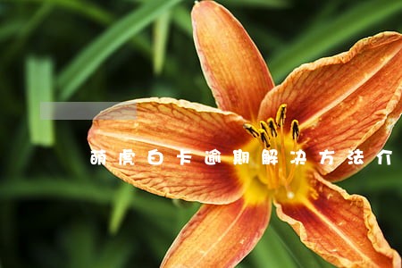 萌虎白卡逾期解决方法介绍 萌虎白卡逾期解决方法介绍