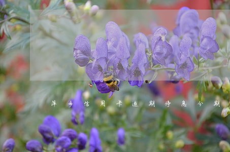 萍乡信用卡逾期停息分期申请条件