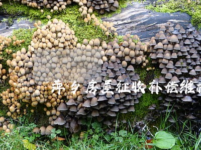 萍乡房屋征收补偿维权律师事务所 萍乡房屋征收补偿维权律师事务所