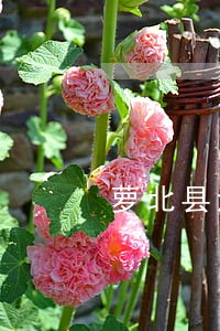 萝北县法律顾问在线律师